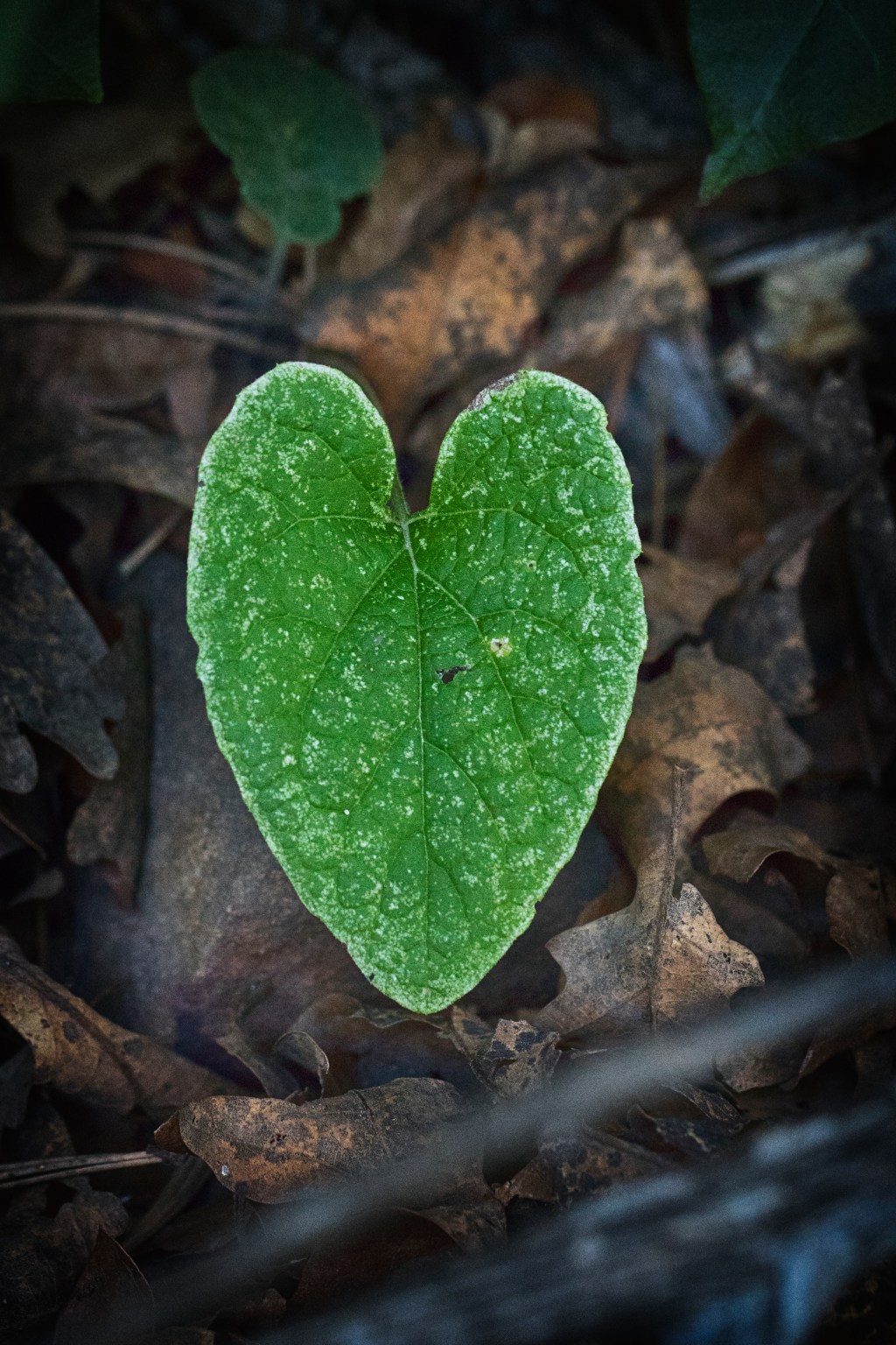 In Search of Belonging: The Heart's True Home