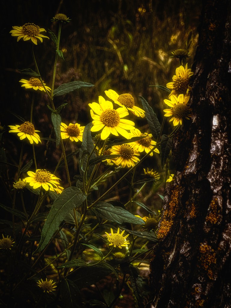 Bright yellow wildflowers blooming near the rough bark of a tree, lit by soft, moody sunlight. The scene holds both warmth and quiet depth.