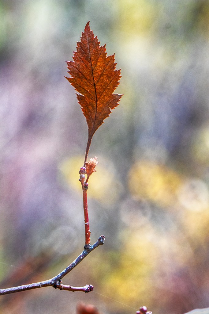 A single autumn leaf standing still in soft light, poised between change and calm, holding the quiet knowing that comes after movement.