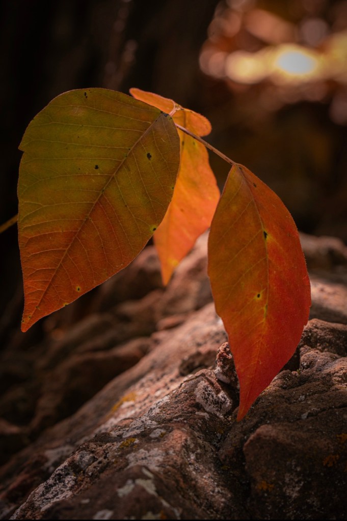 A close-up of three autumn leaves in shades of amber and rust resting against textured stone, softly lit by warm light in the background. The scene evokes quiet reverence, memory, and belonging.