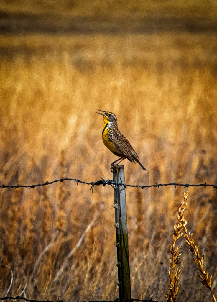 A meadowlark perched on barbed wire singing into a golden field.