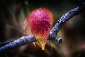A reddish-gold autumn leaf on a branch glowing in soft light.