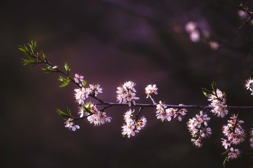 Tonight’s Truth: Feather-Soft