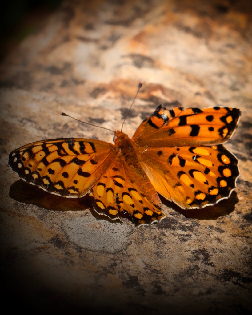 Orange butterfly resting on stone in warm light